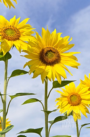 HELIANTHUS_ANNUUS