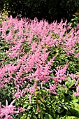 ASTILBE ARENDSII