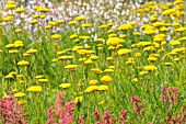 ACHILLEA FILIPENDULINA