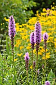 LIATRIS