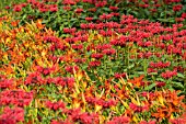 MONARDA AND HEMEROCALLIS