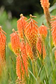 KNIPHOFIA