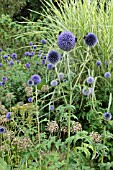 ECHINOPS, ALLIUM AND MISCANTHUS