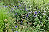 ECHINOPS, ALLIUM AND MISCANTHUS