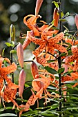 LILIUM LANCIFOLIUM SPLENDENS