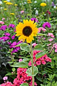 HELIANTHUS ANNUUS AND PHLOX