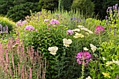 CLEOME SPINOSA, ACHILLEA, SALVIA AND PHLOX