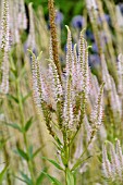 VERONICASTRUM VIRGINICUM ALBOROSEUM SYN. VERONICA VIRGINICA ALBOROSEUM