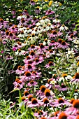 ECHINACEA PURPUREA