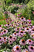 ECHINACEA PURPUREA