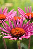 ECHINACEA PURPUREA EXCALIBUR