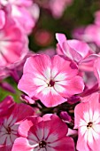 PHLOX PANICULATA PINK EYE FLAME