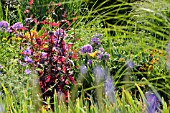 ATRIPLEX HORTENSIS VAR. RUBRA AND PHLOX PANICULATA