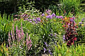 LYTHRUM SALICARIA, ECHINACEA PURPUREA, PHLOX PANICULATA AND ATRIPLEX HORTENSIS VAR. RUBRA