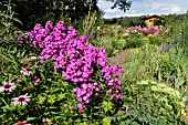 PHLOX PANICULATA. DESIGN: MARIANNE AND DETLEF LUEDKE