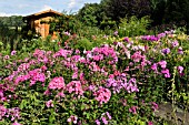 PHLOX PANICULATA. DESIGN: MARIANNE AND DETLEF LUEDKE