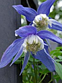 CLEMATIS ALPINA FRANCES RIVES, ALPINE CLEMATIS