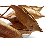 BRACHYCHITON ACERIFOLIUS, PODS