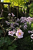 ANEMONE HUPEHENSIS VAR. JAPONICA AND PHLOX PANICULATA