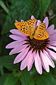 ARGYNNIS PAPHIA AND ECHINACEA PURPUREA