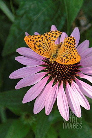 ARGYNNIS_PAPHIA_AND_ECHINACEA_PURPUREA