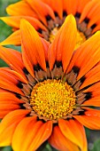 GAZANIA RIGENS