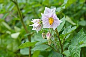 SOLANUM TUBEROSUM