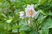 SOLANUM TUBEROSUM