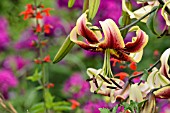 LILIUM SCHEHERAZADE