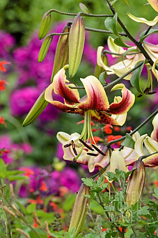 LILIUM_SCHEHERAZADE