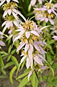 MONARDA PUNCTATA