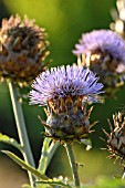 CYNARA CARDUNCULUS SYN. CYNARA SCOLYMUS