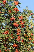 SORBUS AUCUPARIA