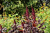 AMARANTHUS AND TITHONIA ROTUNDIFOLIA