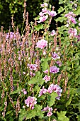 LAVATERA OLBIA BARNSLEY AND BISTORTA AMPLEXICAULIS ROSEA SYN. POLYGONUM AMPLEXICAULE ROSEA