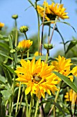 HELIANTHUS GIGANTEUS