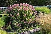 EUPATORIUM PURPUREUM GLUTBALL, ECHINACEA PURPUREA AND CALAMAGROSTIS X ACUTIFLORA KARL FOERSTER