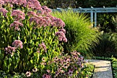 EUPATORIUM PURPUREUM GLUTBALL, ECHINACEA PURPUREA AND MISCANTHUS SINENSIS GRACILLIMUS