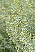 ARTEMISIA ABSINTHIUM