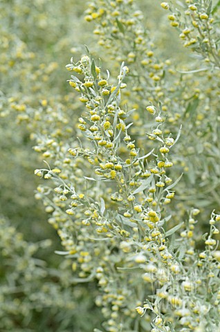 ARTEMISIA_ABSINTHIUM