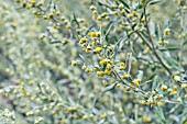 ARTEMISIA ABSINTHIUM