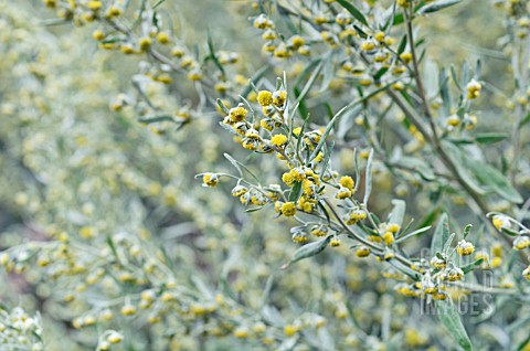 ARTEMISIA_ABSINTHIUM