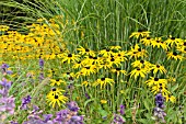 RUDBECKIA FULGIDA GOLDSTURM