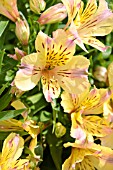 ALSTROEMERIA SUNLIGHT