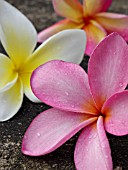 PLUMERIA RUBRA, FRANGIPANI