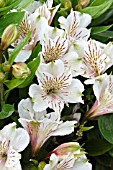 ALSTROEMERIA INTICANCHA WHITE