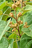 PAULOWNIA TOMENTOSA