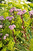 SEDUM TELEPHIUM MATRONA SYN. HYLOTELEPHIUM TELEPHIUM MATRONA AND EUPHORBIA SEGUIERIANA