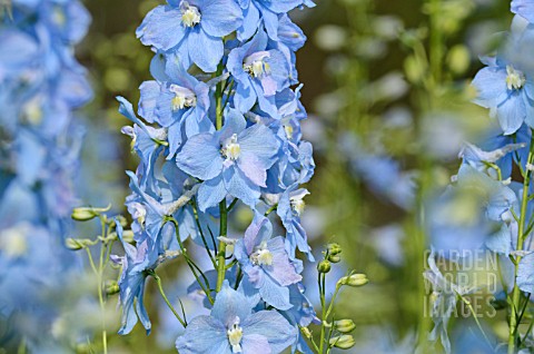 DELPHINIUM_ELATUM_BERGHIMMEL