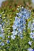 DELPHINIUM ELATUM BERGHIMMEL